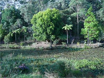 Protea Park Cottage - Peaceful Paradise - Kaitaia