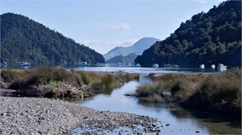 Roisin dubh (rowsheen duv) - Marlborough