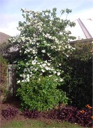 Brook Green on Meadowstone - free Wifi - Wanaka 9305