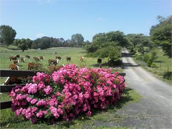 Cherry Tree Lane - Te Awamutu