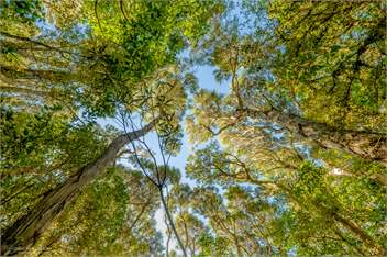 The Lookout: Breathtaking views, Private Rainforest ★Walks to Waterfalls★ - Peel Forest