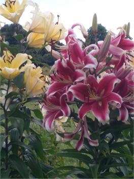 Cherry Tree Lane - Te Awamutu