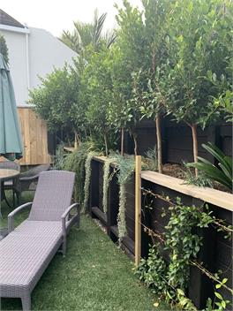 Kohi Bach - Auckland