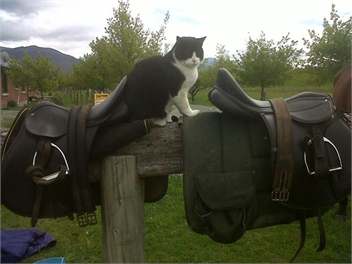 Kepler Oaks Chalet Waiau Chalet - Te Anau