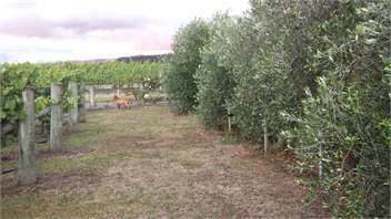 Todds Cottage & Vineyard -