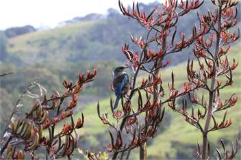Kākā Ridge Retreat Luxury Cottage - views, privacy Tāwharanui Peninsula Matakana - Matakana
