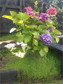 HARBOUR VIEW COTTAGE - Boutique Accommodation - Auckland