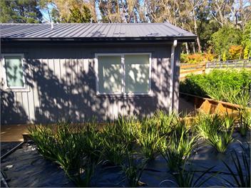 Jumalu Cottage - Tauranga