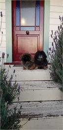 Taraview Cottage - 