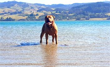Montrose Pet Friendly Heritage Beach House - Dunedin