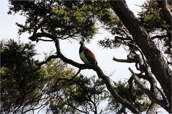 Kākā Ridge Retreat Luxury Cottage - views, privacy Tāwharanui Peninsula Matakana - Matakana