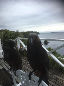 Rose Cottage - Stewart Island