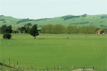 The Old Shepherd - Masterton