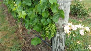 Todds Cottage & Vineyard -