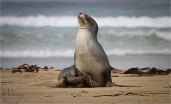 Catlins Beachfront Escape - MOANA CURVE - Catlins