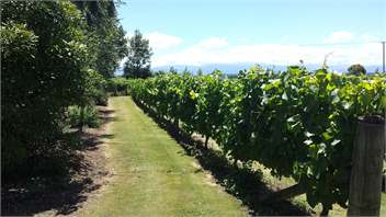 Todds Cottage & Vineyard -