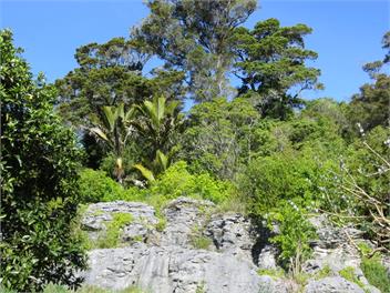 Rock 'n Rata Cottage - Golden Bay