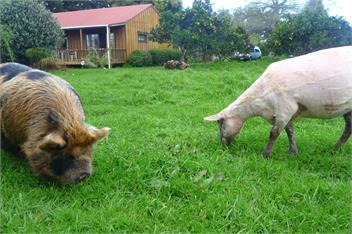 DoLittle Cottage amidst our organic citrus orchard - Kerikeri