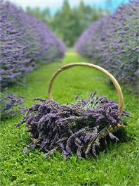 JDs lavender lifestyle - Masterton 