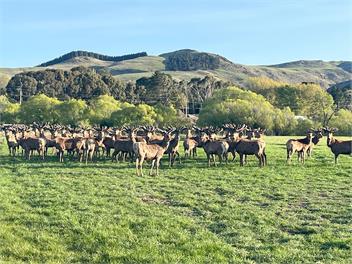 Tipapa Deer Park  - Greta Valley