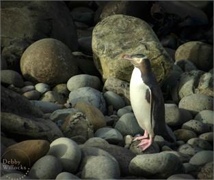 Catlins Beachfront Escape - MOANA CURVE - Catlins