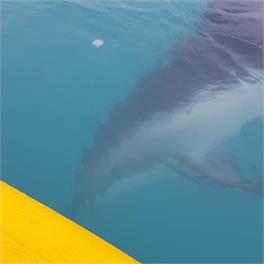 K'orca Cottage by the Sea - Kaikoura