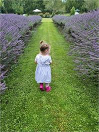 JDs lavender lifestyle - Masterton 