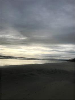 Korimako - Whakatane