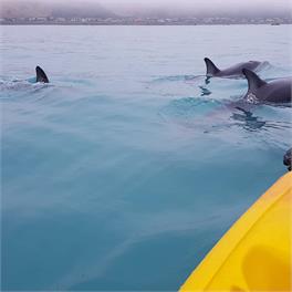 K'orca Cottage by the Sea - Kaikoura