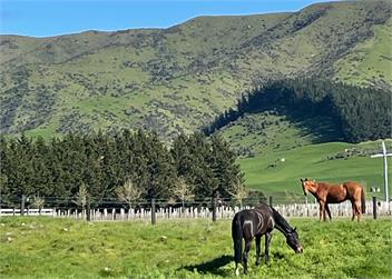 Nova Z Vineyard Cottage - Blenheim