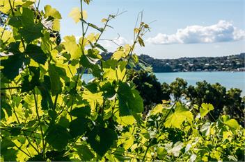 FRENCHMANS HILL Winemakers Cottage : COAST AND COUNTRY - Waiheke Island
