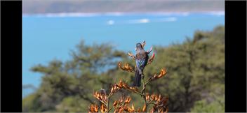 Manu bay living the dream - Raglan