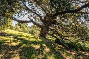 FRENCHMANS HILL Winemakers Cottage : COAST AND COUNTRY - Waiheke Island