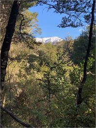 Bush & birdsong minutes from lake - St Arnaud
