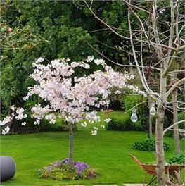 Dragonflycottagebnb - Blenheim 