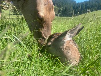 Tipapa Deer Park  - Greta Valley