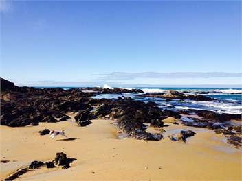 Luxury beach front - Dunedin