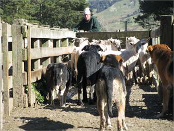 Moeraki Station - Holiday House - Martinborough