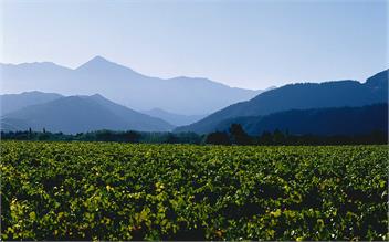 Nova Z Vineyard Cottage - Blenheim