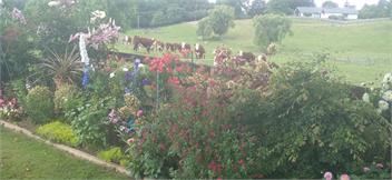 Cherry Tree Lane - Te Awamutu