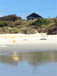 Luxury beach front - Dunedin