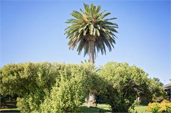 PalmTree Cottage - Hastings