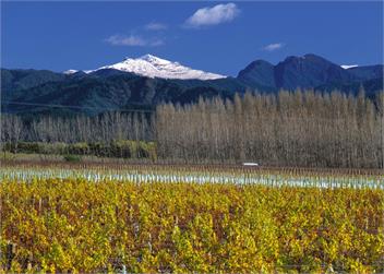 Nova Z Vineyard Cottage - Blenheim
