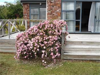 Silver Birch Cottage wi-fi & sky - Te Anau Fiordland