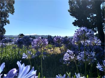 Mulberry Cottage - Methven
