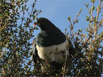 Immerse yourself in the West Coast native flora and fauna - swimming, sunsets and tranquility - Westport