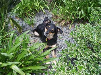 Remuera B&B at your Fingertips - Auckland