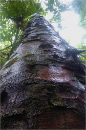 Seaviews, Cedar hot tub, Kayaking, Native Virgin bush - WHANGAREI