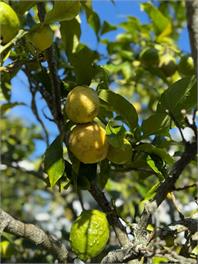 Bell Cottage (Bachcare) - New Plymouth