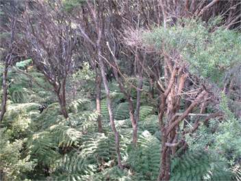 Iona Studio - Great Barrier Island
